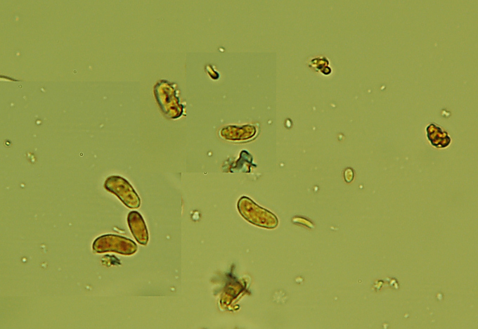 Amylostereum laevigatum? (Peniophora malenonii)